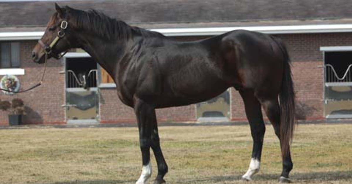 Mor Spirit Dies in South Korea at 13; Reported Colic, Conflicting Dates