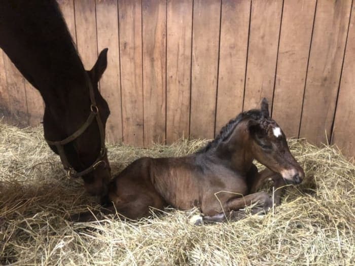 Provocateur’s First Reported Foal: Well-Conformed Filly Out of Cassidy’s Reward