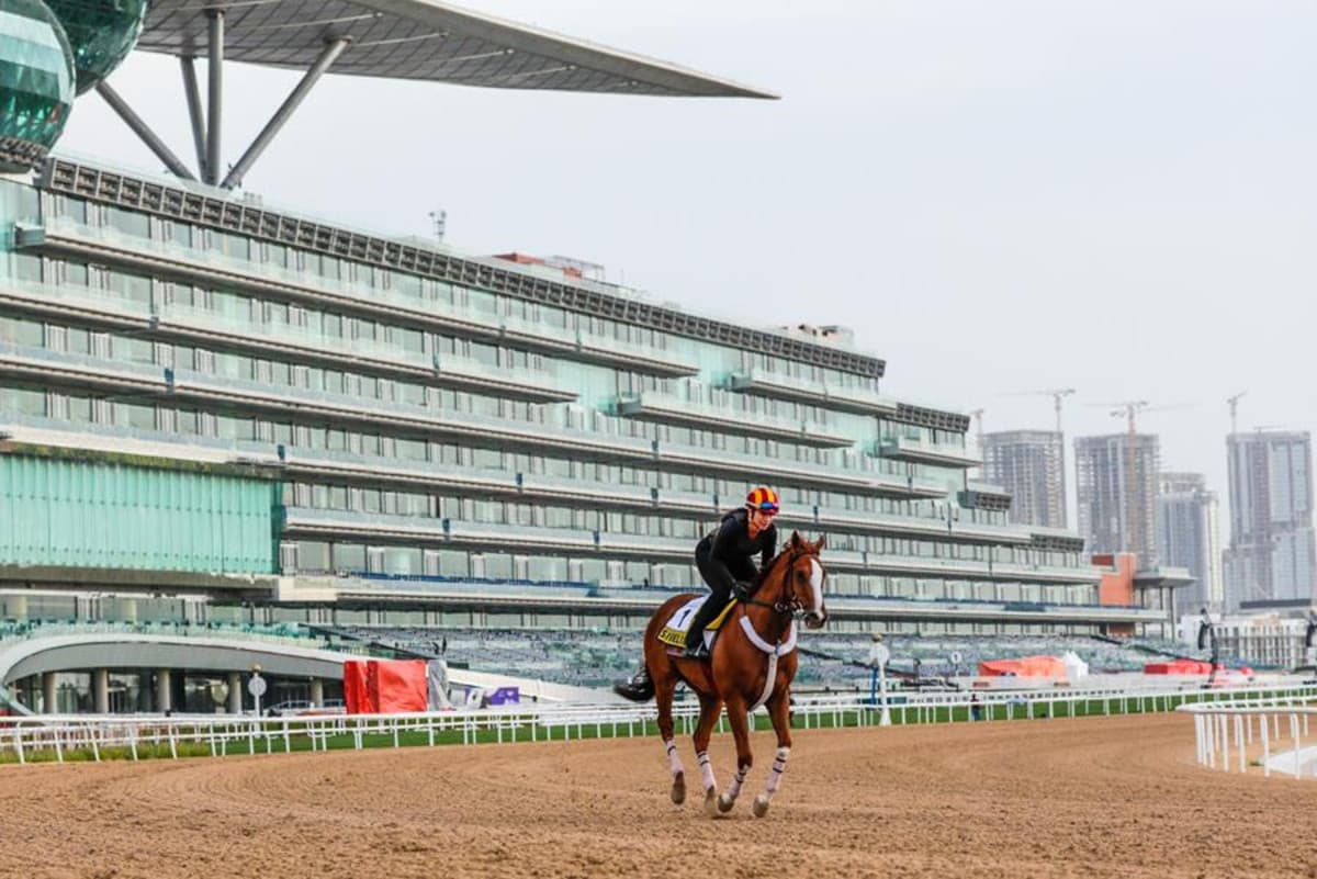 Breeders' Cup Winner Bentornato Heads to Dubai Golden Shaheen, Departing March 13