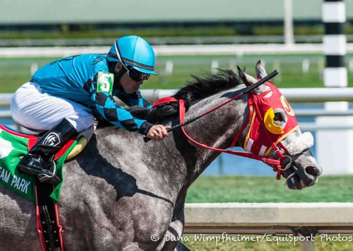 X Y Jet Dominates Sunshine Millions Sprint; Navarro Targets Gulfstream Park