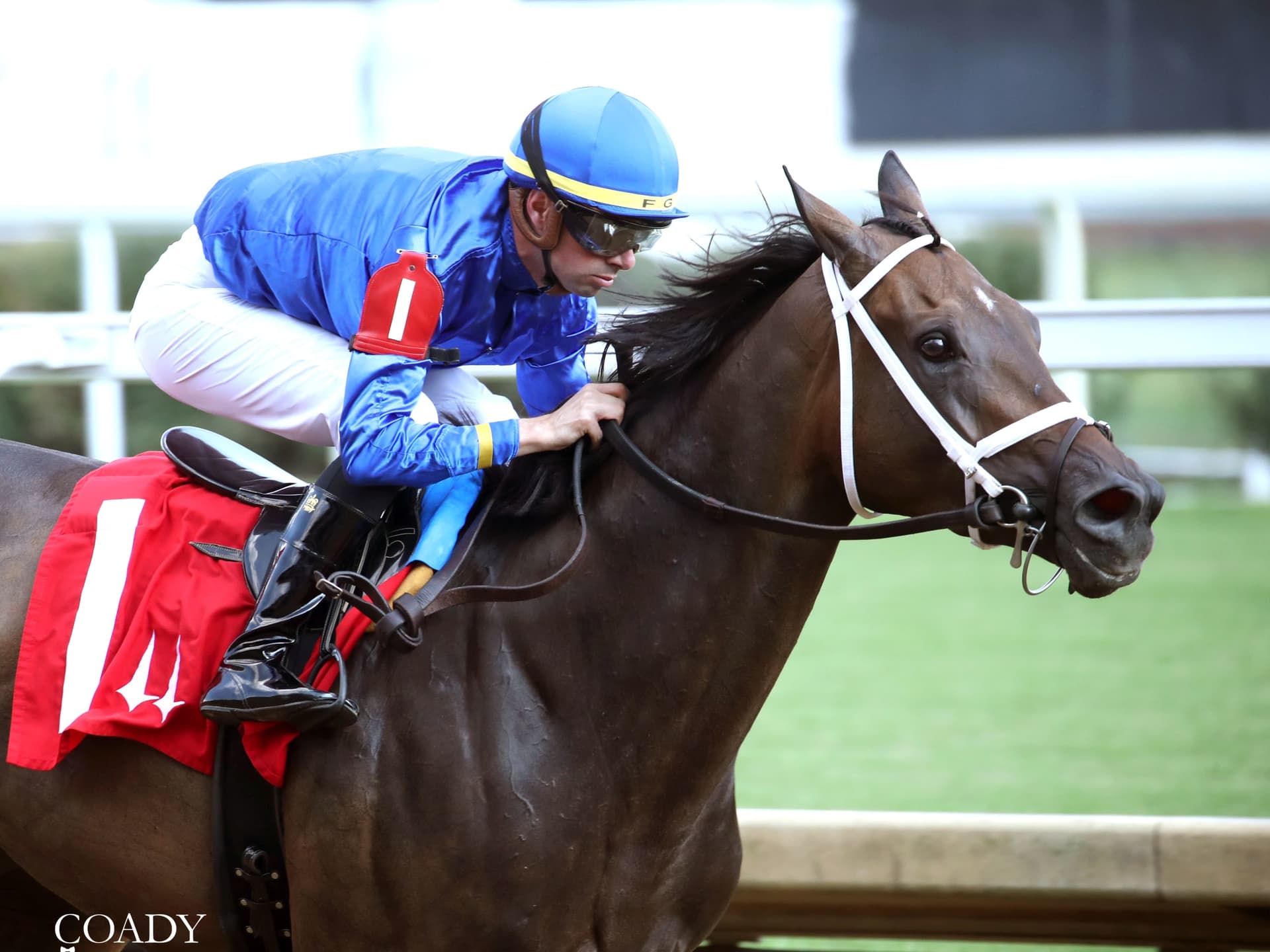 Champion Filly Immersive Returns in Aqueduct Distaff, Faces Local Star With the Angels