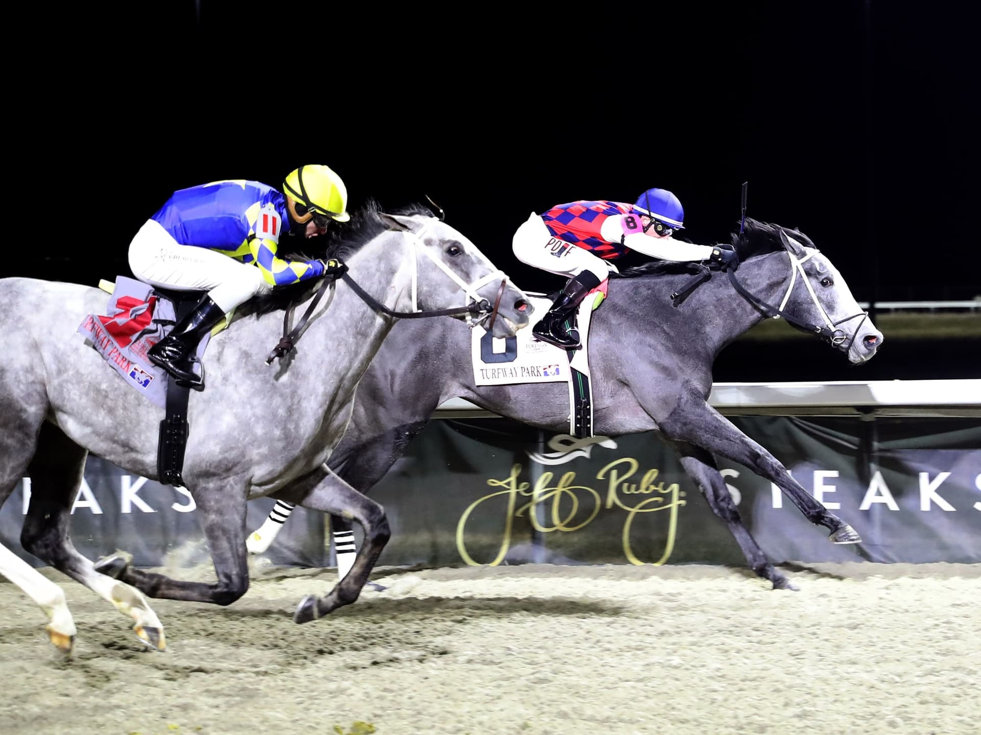 Giant Gray Gelding Great White Ready to Make Blue Grass Splash