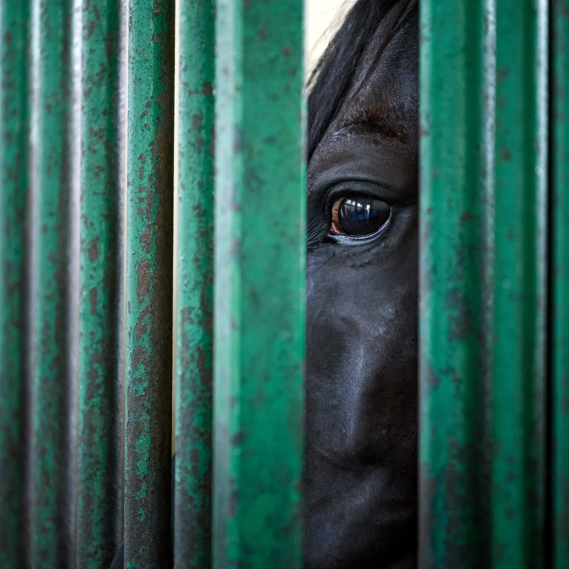 FTC ALJ Reimposes $25,000 Fine, Calls HISA Sanction Overly Lenient