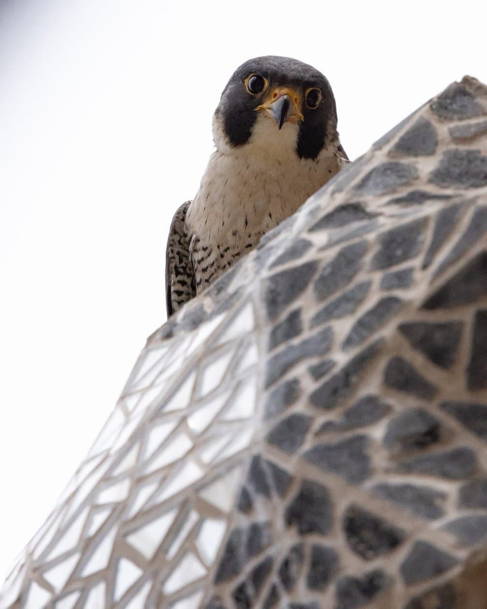 Sagrada Família peregrine chicks fledge, ending Barcelona breeding season