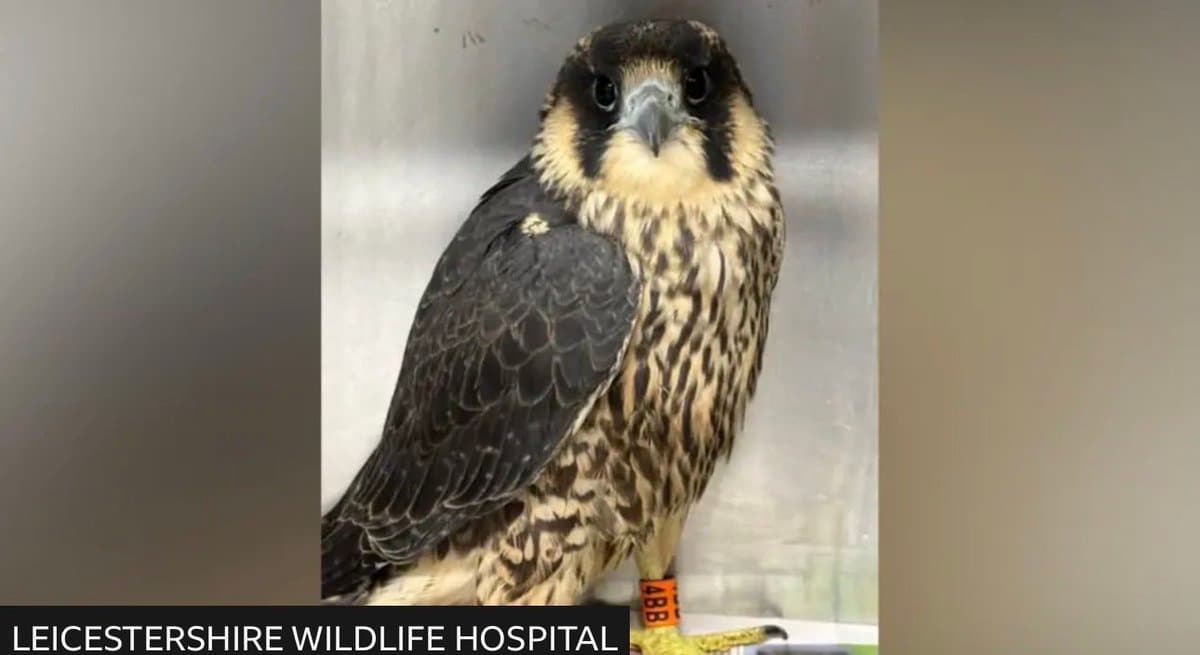 Juvenile peregrine from Leicester Cathedral project rehoused after rescue