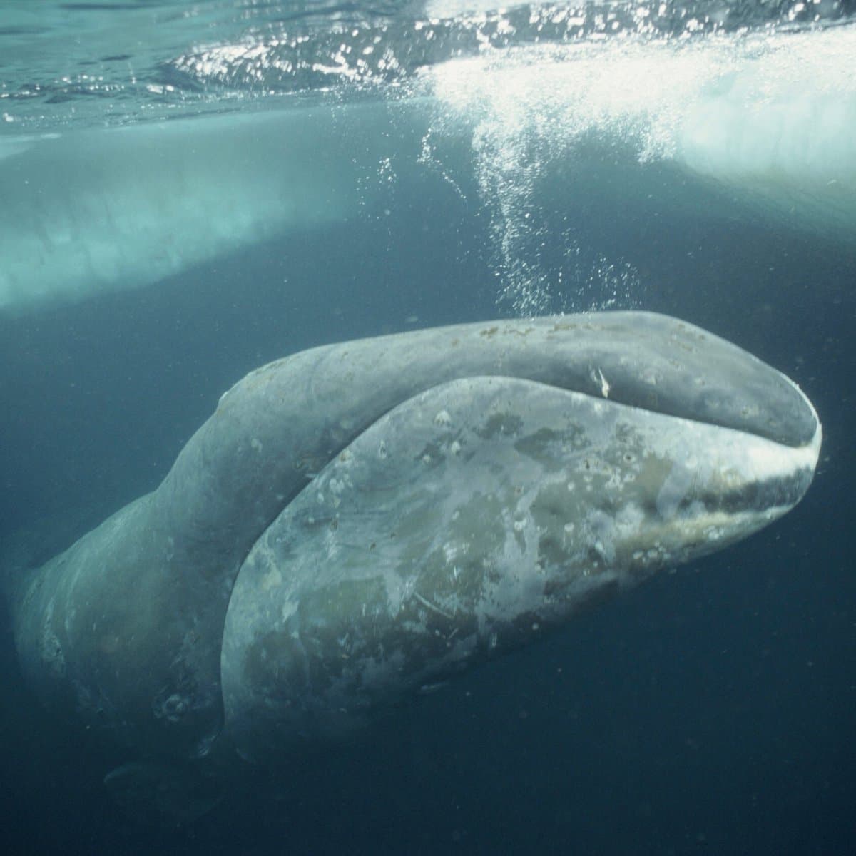 Bowhead whale protein boosts DNA repair, could inform human longevity