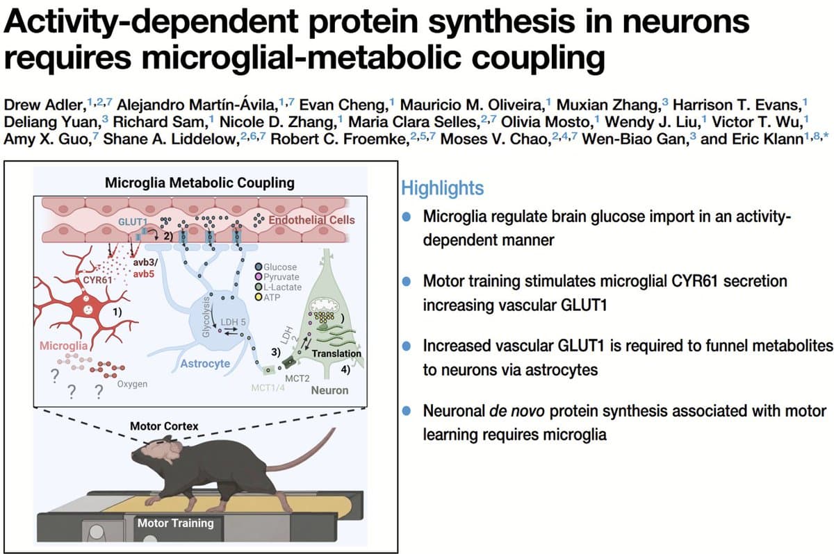 Microglia boost brain glucose delivery during motor learning