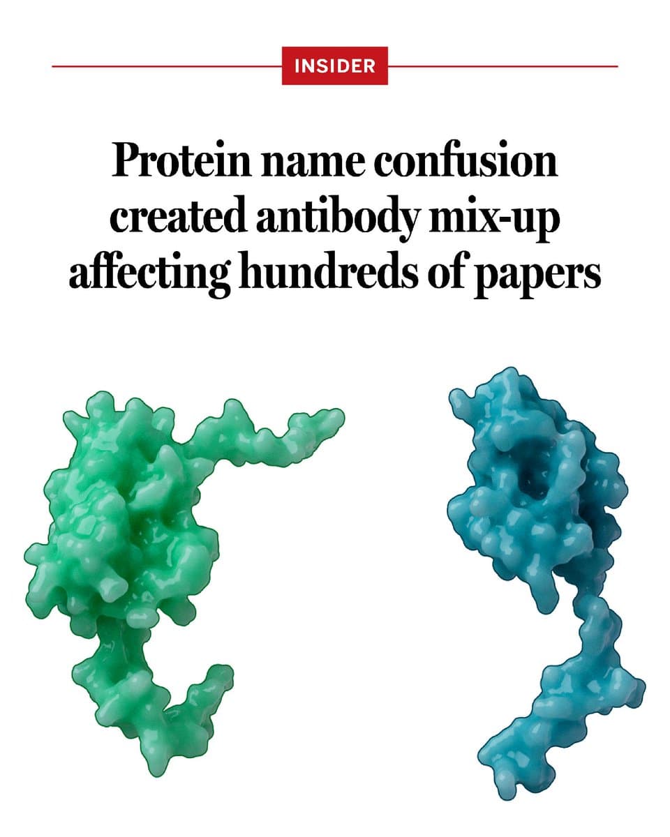 Scientists uncover antibody mix-up in 300 cancer aging studies