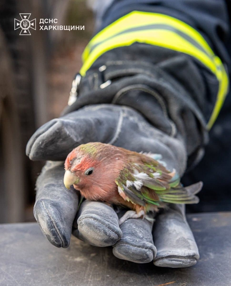 Injured parrot rescued from rubble after Russian shelling in Kharkiv