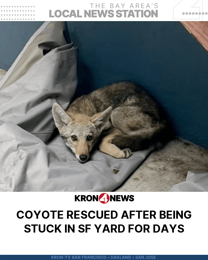 San Francisco animal control rescues coyote trapped in Cole Valley backyard