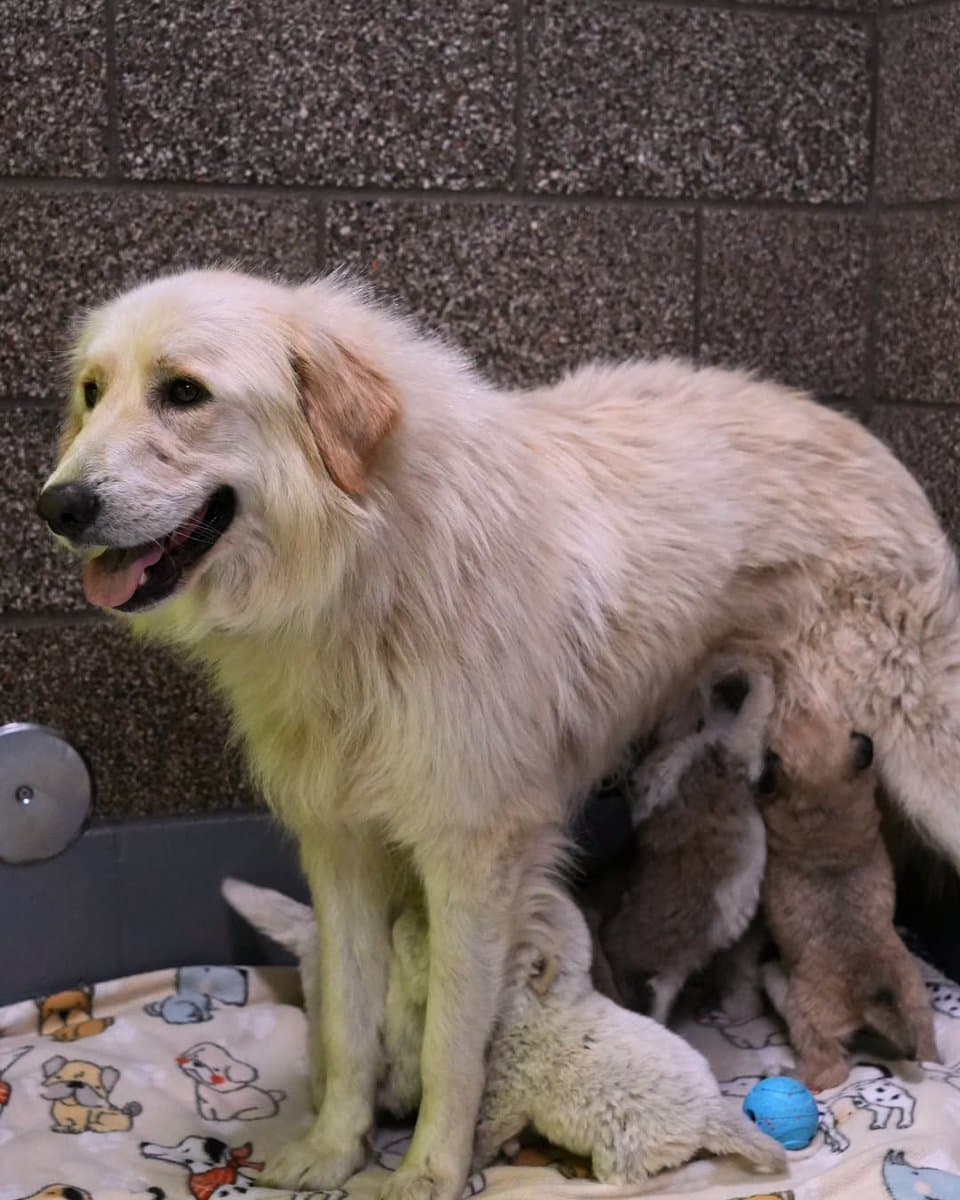 Lane County rescues 22 abandoned dogs from south county property