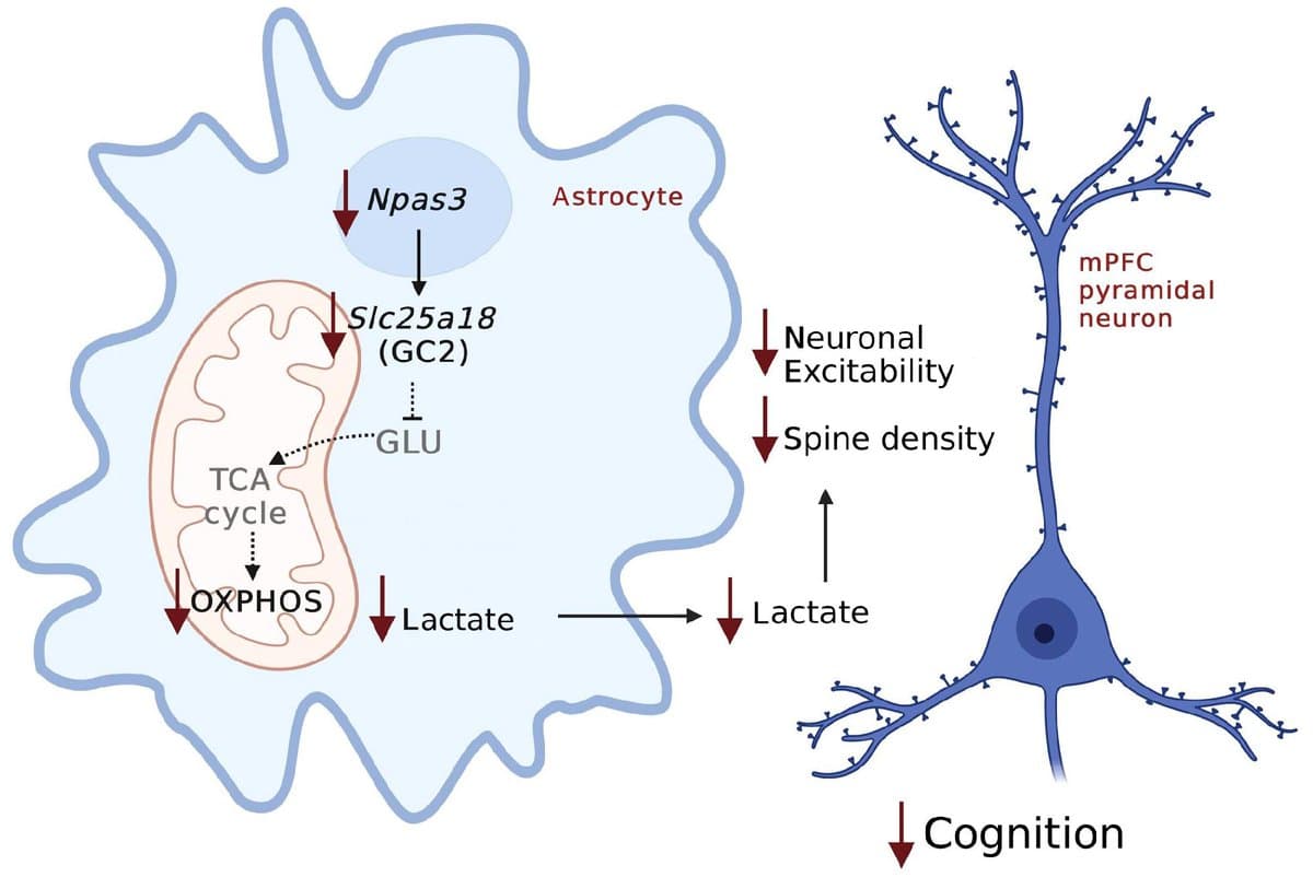 NPAS3 found to power astrocyte metabolism and support cognition