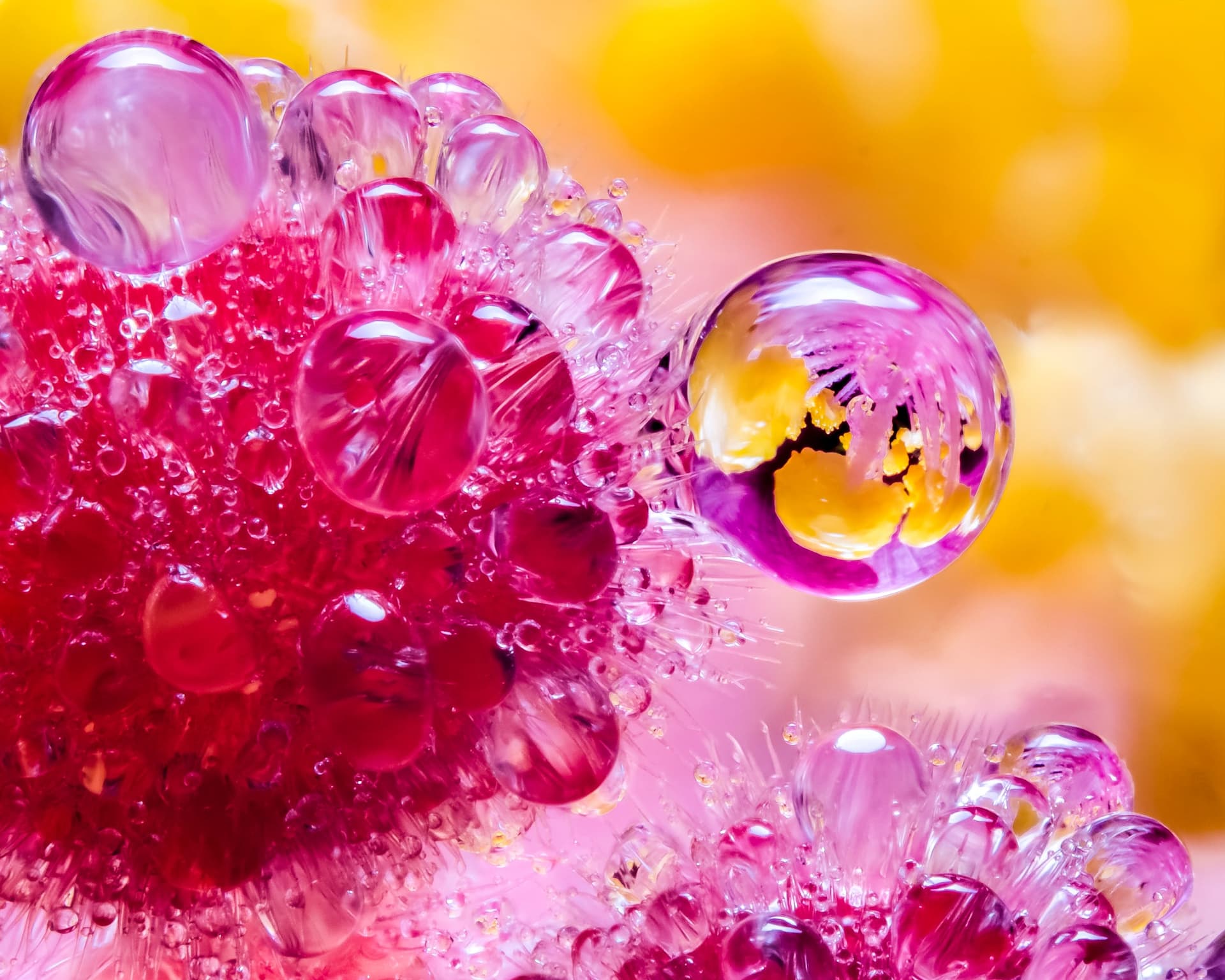 PetaPixel guide shows how to elevate macro photography with focus stacking