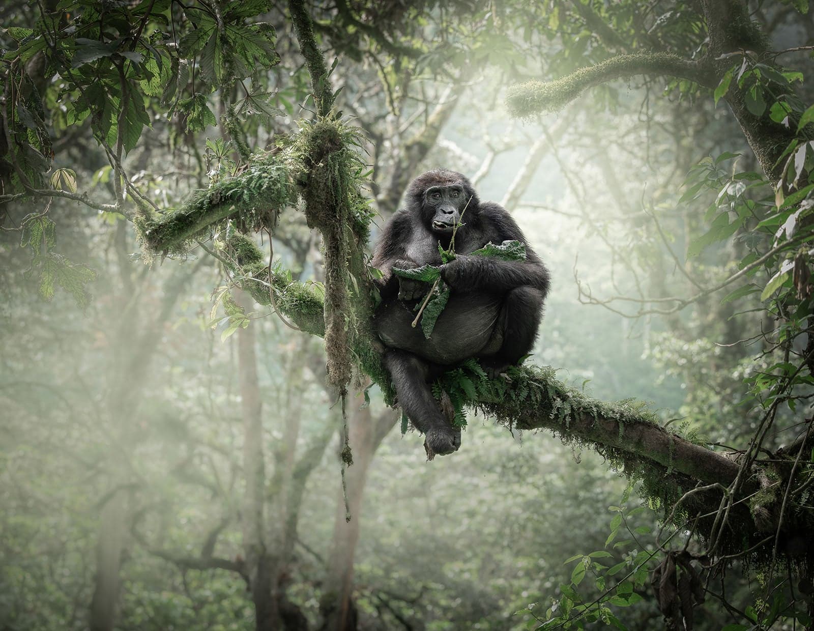 How to photograph mountain gorillas in Uganda’s dim forest