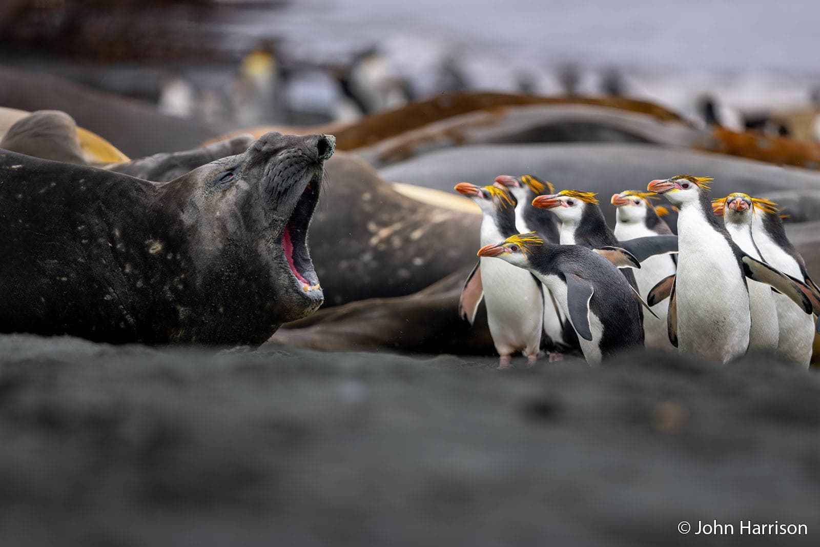 Australian Geographic nature photo shortlist spotlights wildlife behavior and dramatic light