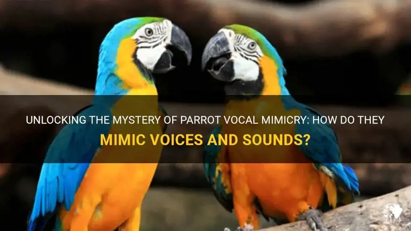 Alveus Sanctuary's African Grey Parrot Mimics Xbox Sounds, Goes Viral