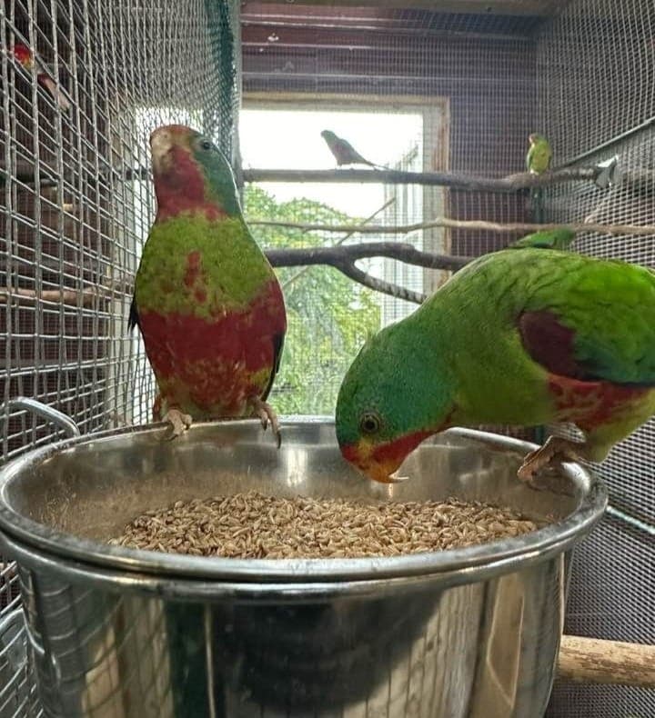 MSD Veterinary Manual Updates Parrot Nutrition and Clinical Pet Bird Management