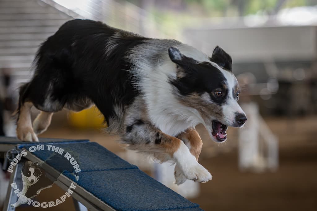 MADOC AKC Dog Agility Trials Run March 5-8 in Autaugaville