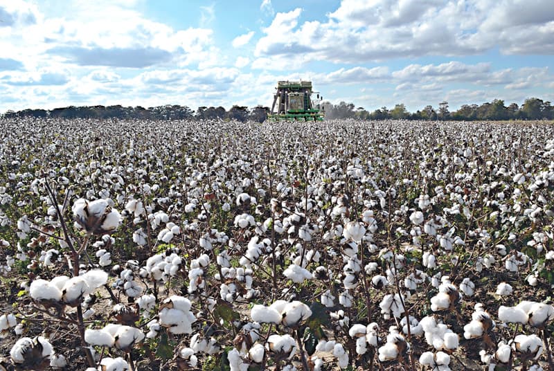 Pingree pushes USDA to expand cotton plan to natural fibers
