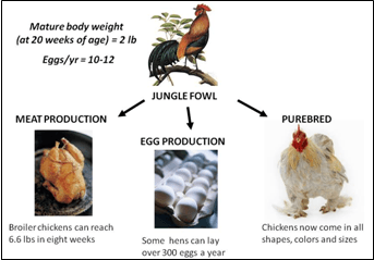How to choose the right chicken breed for your backyard flock