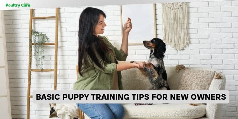 Short Sessions and Drive-Aware Techniques to Train High-Drive Puppies' Attention