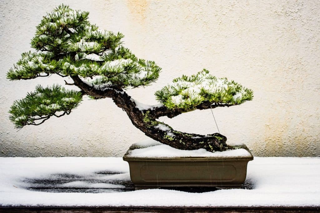 McMinnville Senior Center Hosts Hands-On Bonsai Pruning and Styling Workshop