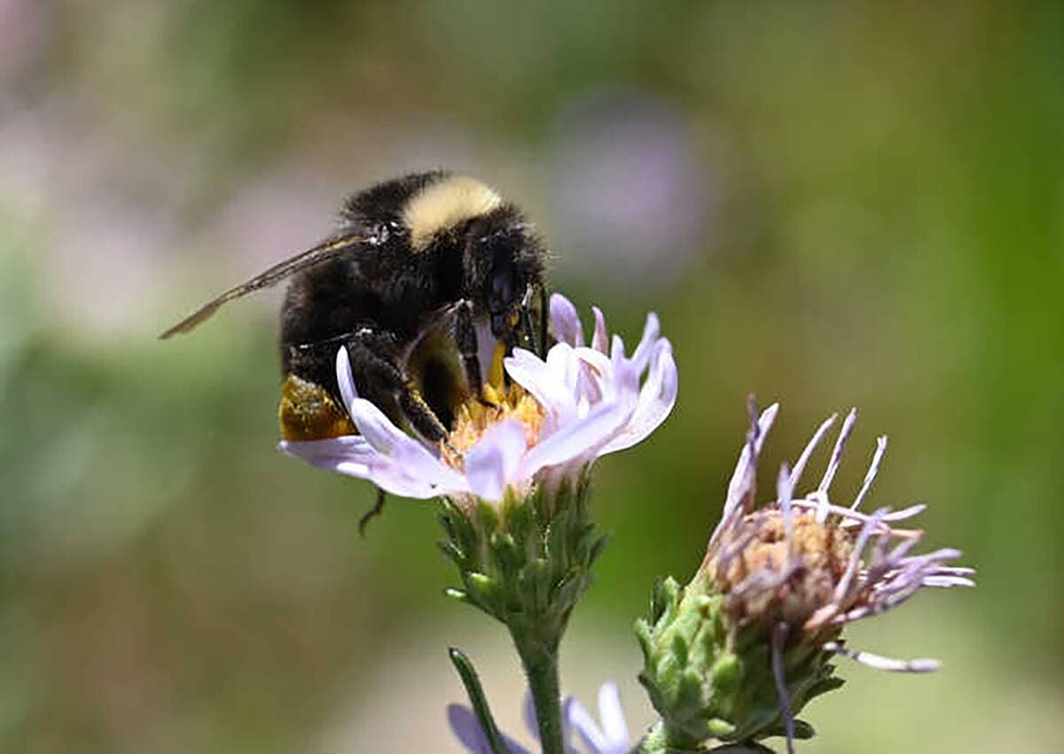 Pahrump bumblebee survey calls on volunteers to fill data gap
