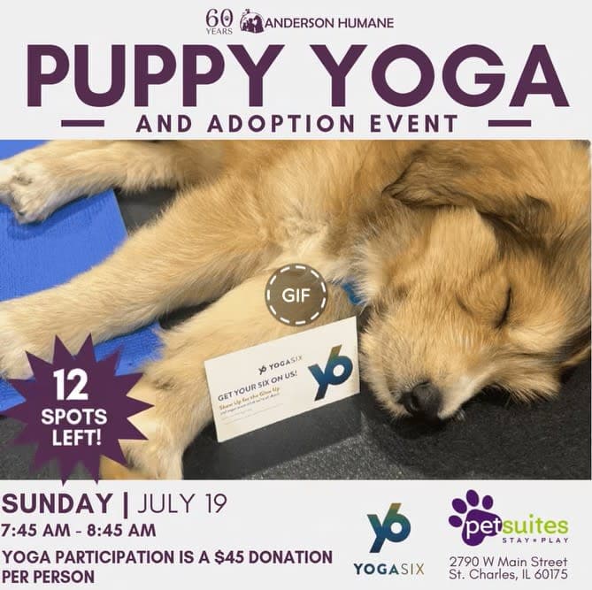 Elgin chamber promotes puppy yoga session for wellness seekers
