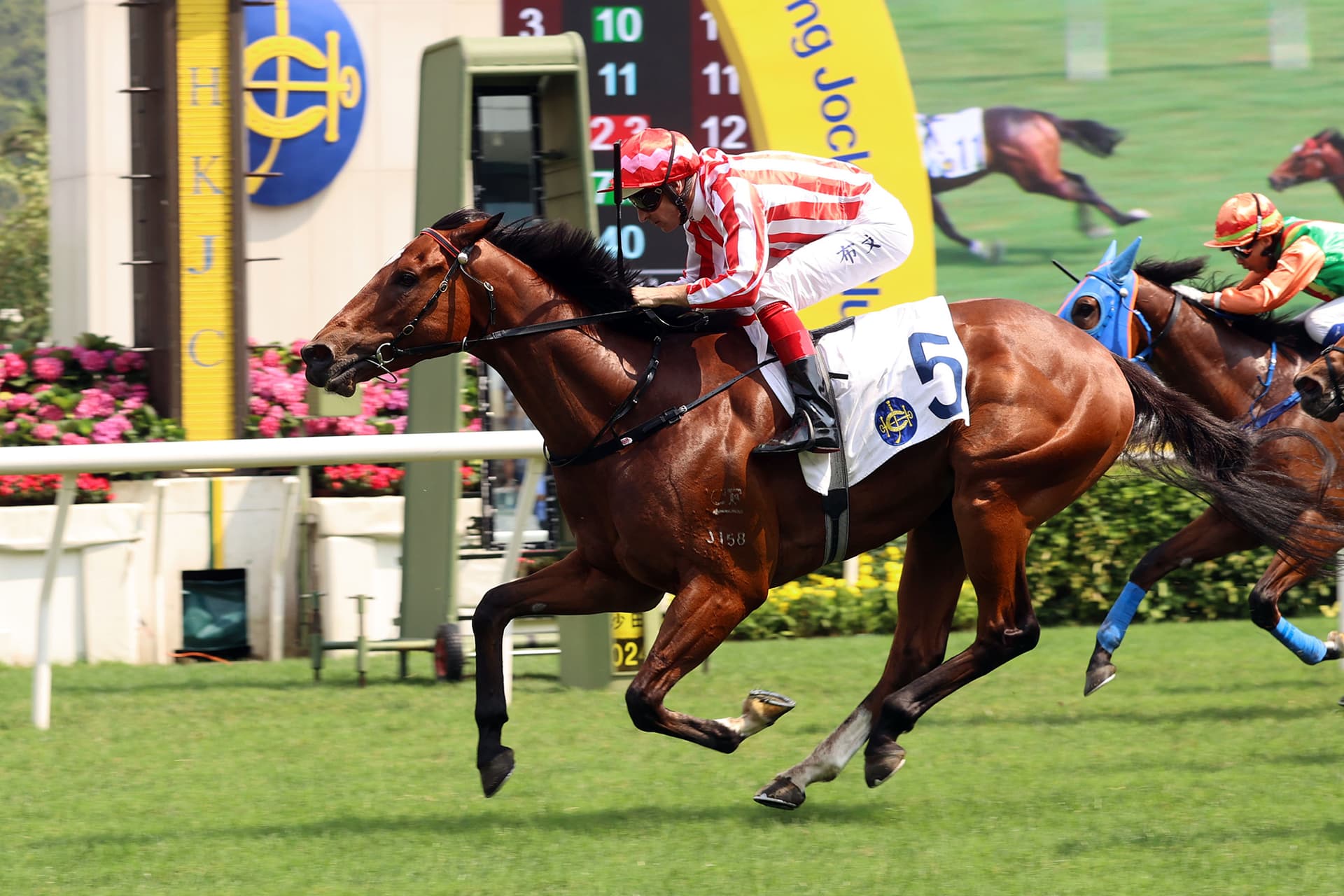 Hong Kong Jockey Club Flags King Miles Lame After Sha Tin Race Meeting