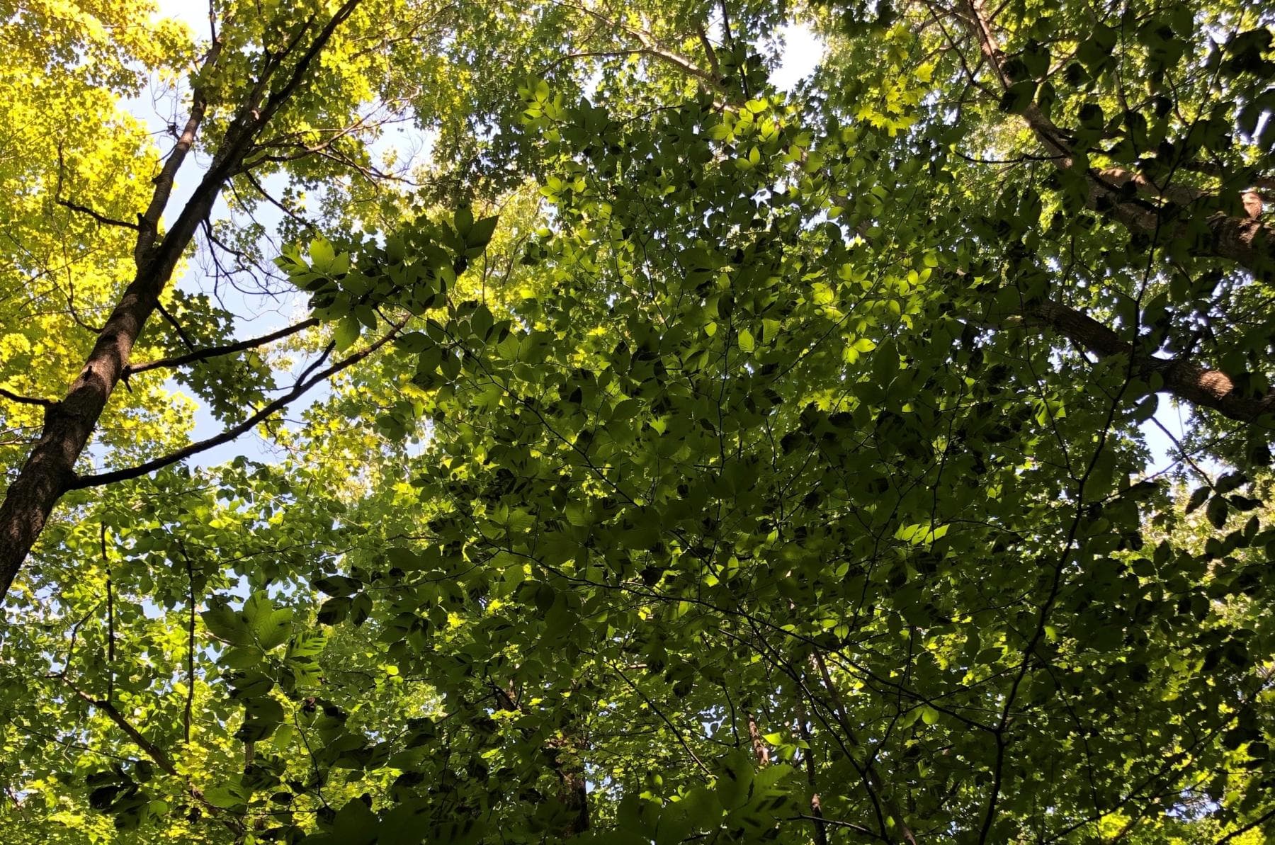 Sentinel trees abroad help scientists spot invasive forest pests early