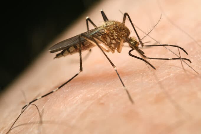 Suffolk County reports first West Nile virus-positive mosquito sample of year