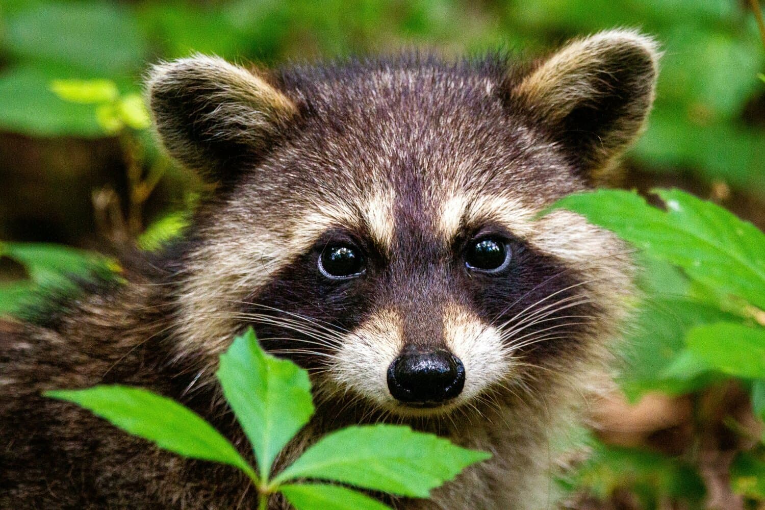 Jamestown raccoon tests positive for rabies, Guilford County's sixth case