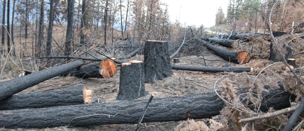 Charred Wildfire Wood Gets Second Life as Stunning Turned Art