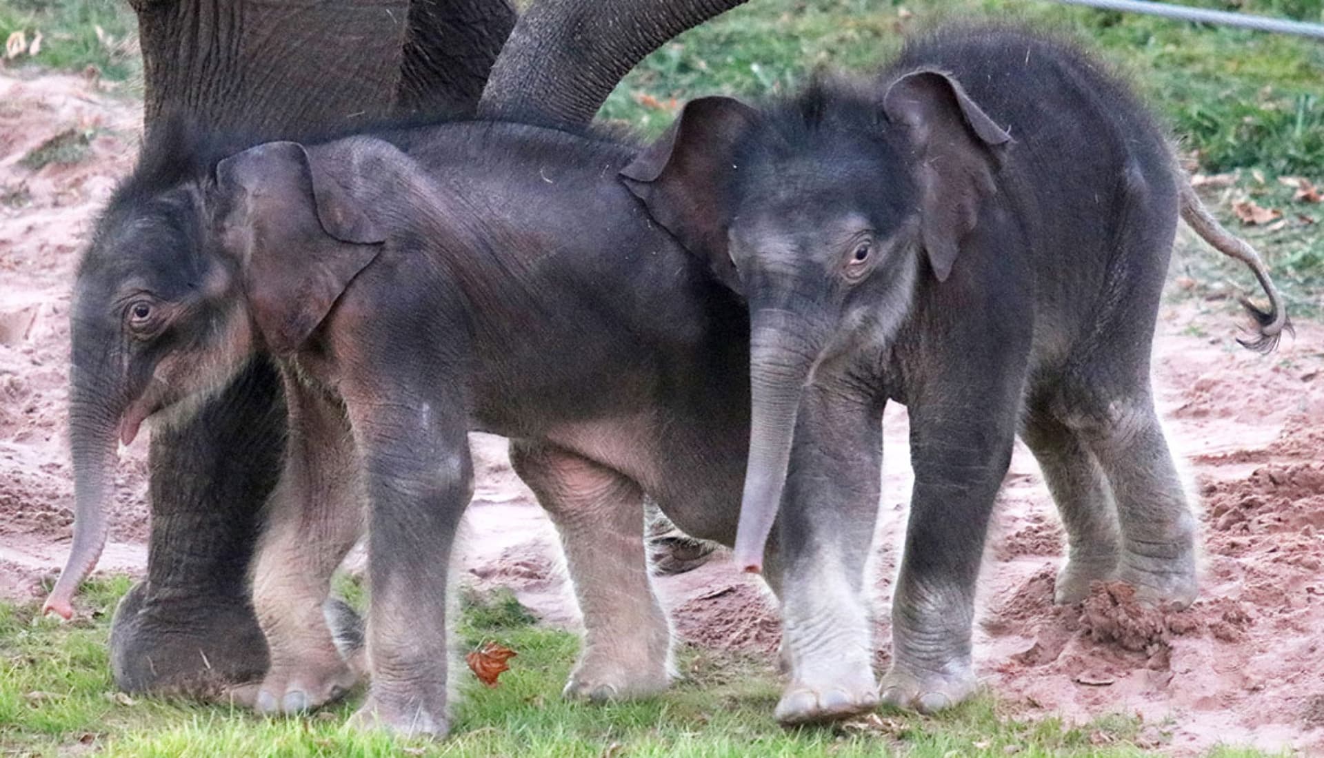 Rosamond Gifford Zoo, where conservation, care and research come alive