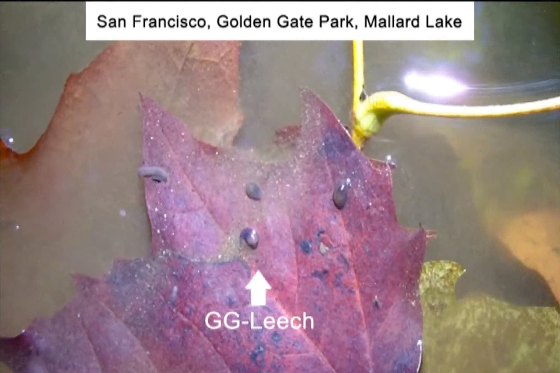 Biologist documents rare Golden Gate leech in Golden Gate Park