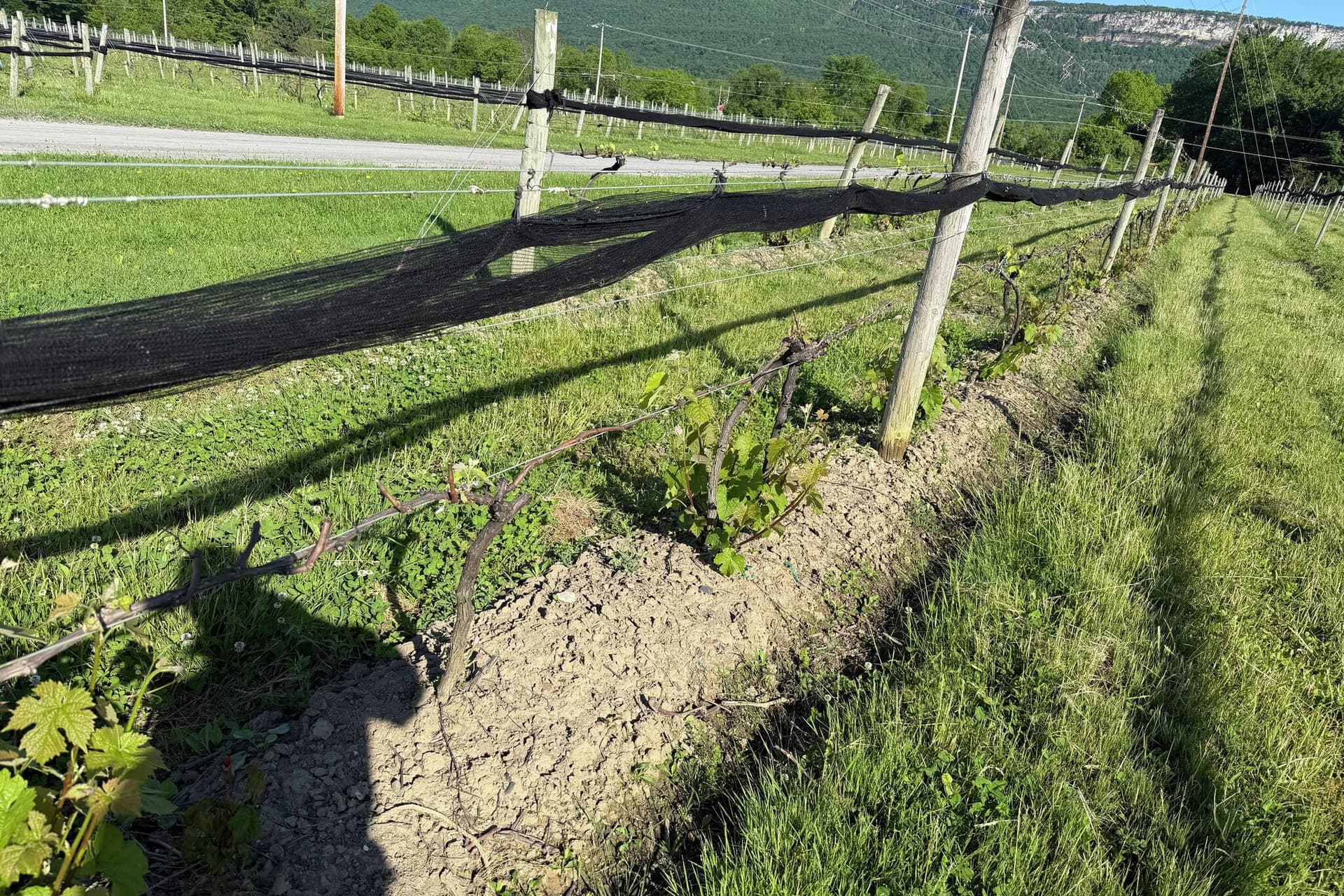 Hochul seeks federal aid after frost damages Onondaga County crops