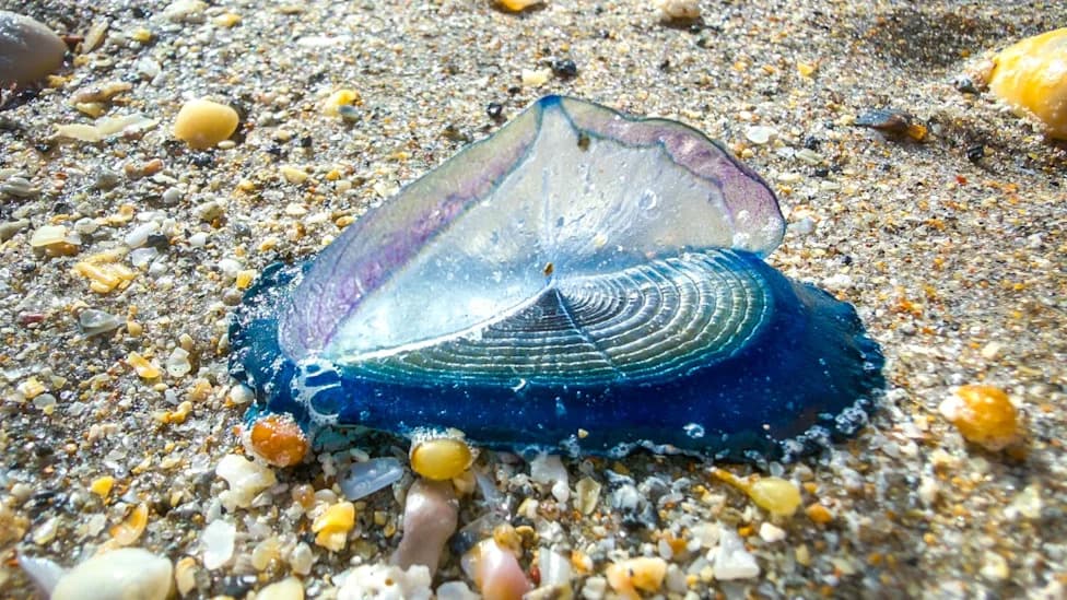 Scientists warn of invasive jellyfish stings ahead of summer beaches