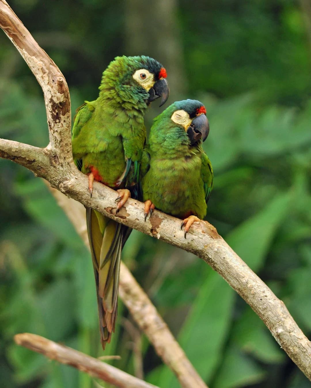 Argentina works to bring blue-winged macaws back to the wild