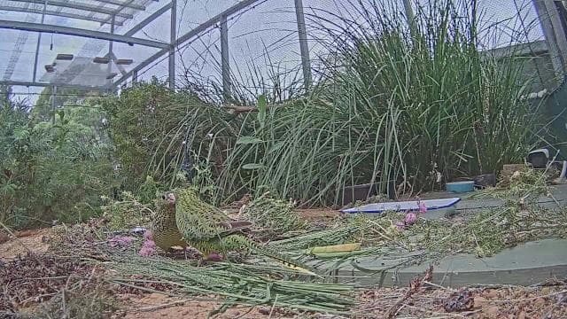 Perth Zoo hatches first Western Ground Parrot chick in captivity