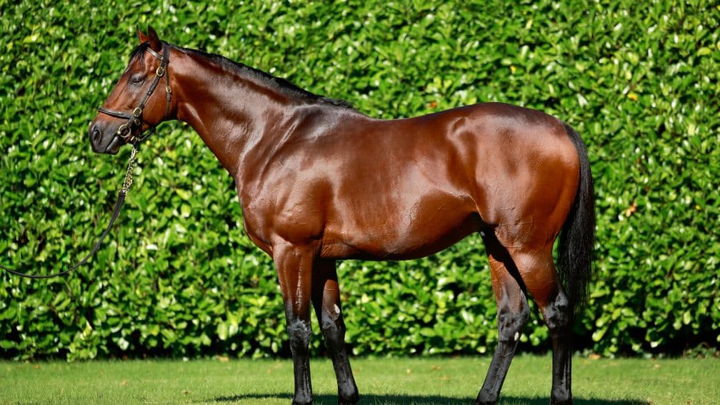 Bayside Boy Emerges as Surprise First-Season Sire with Rapid Winners