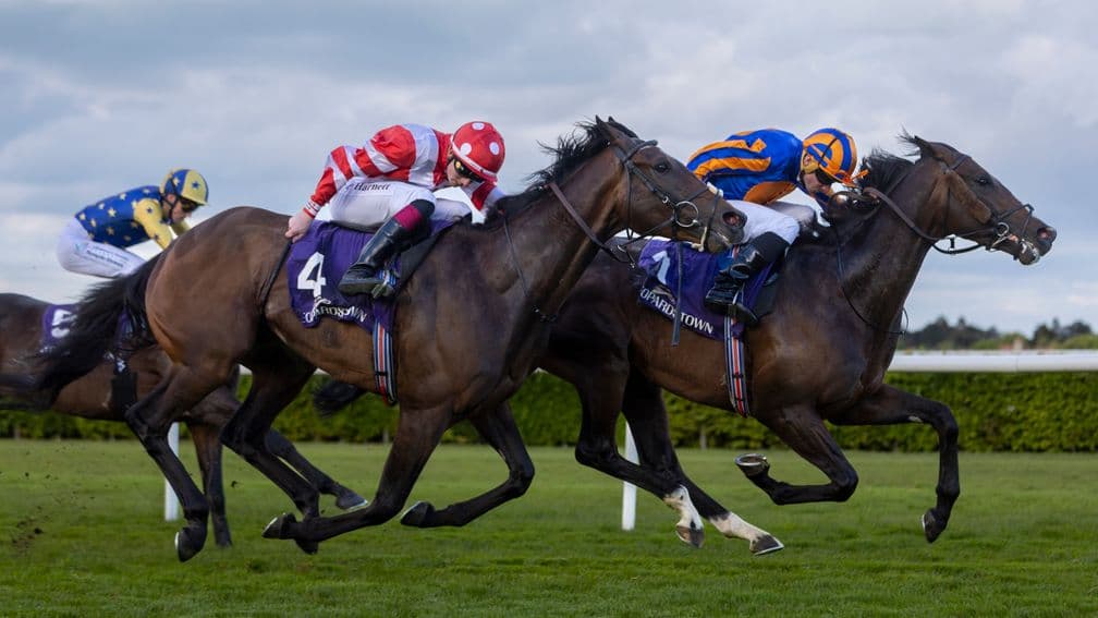 Scandinavia stretches winning streak to five in Leopardstown stakes win