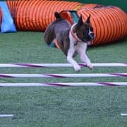 AKC agility trials return to Loves Park with free weekend viewing