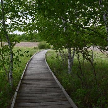 Glendalough State Park draws families, paddlers, and birders to Battle Lake