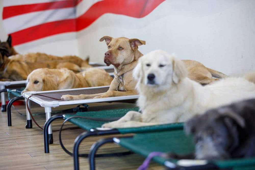 Big Dog Ranch Rescue schedules patriotic puppy yoga for Memorial Day weekend