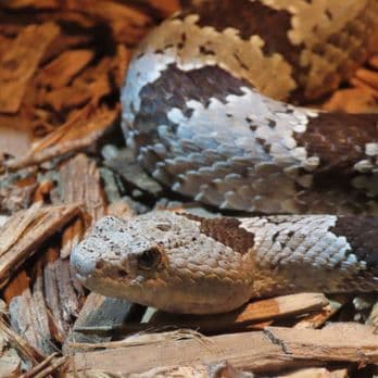 Chiricahua Desert Museum in Rodeo showcases desert wildlife and free garden