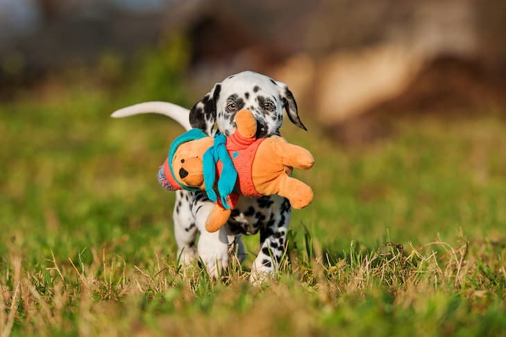 AKC trick-training game gives hyperactive dogs mental exercise and enrichment