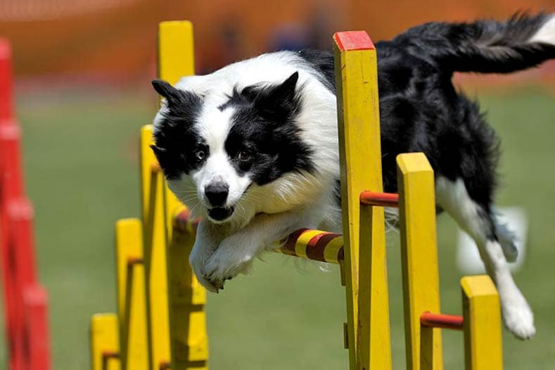 AKC breaks down dog intelligence, highlights smartest high-energy breeds