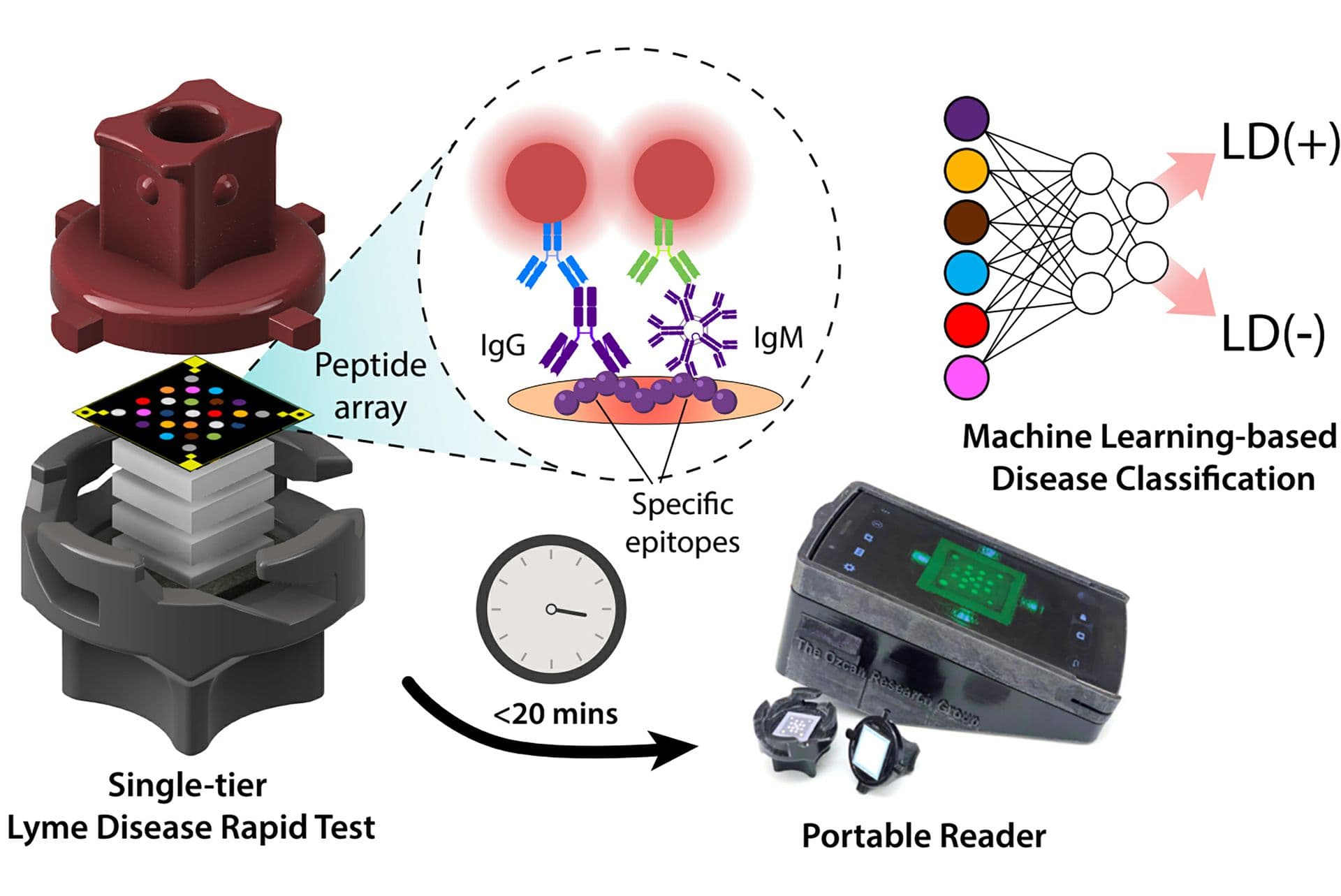 Forsyth County Students Advance Early Lyme Detection With CRISPR