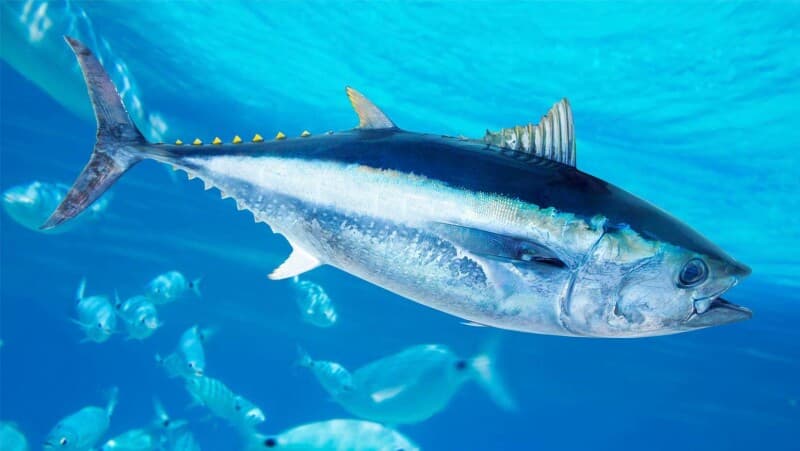 Winter Bluefin Bite Tied to Temperature Change, Anglers Report