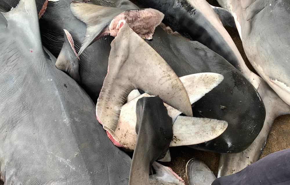 Petition seeks U.S. sanctions on Chinese seafood over shark protections